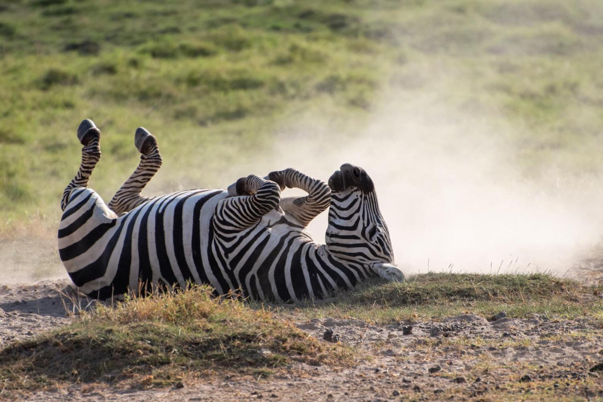 Hotel Little Amanya Camp Amboseli Exteriér fotografie