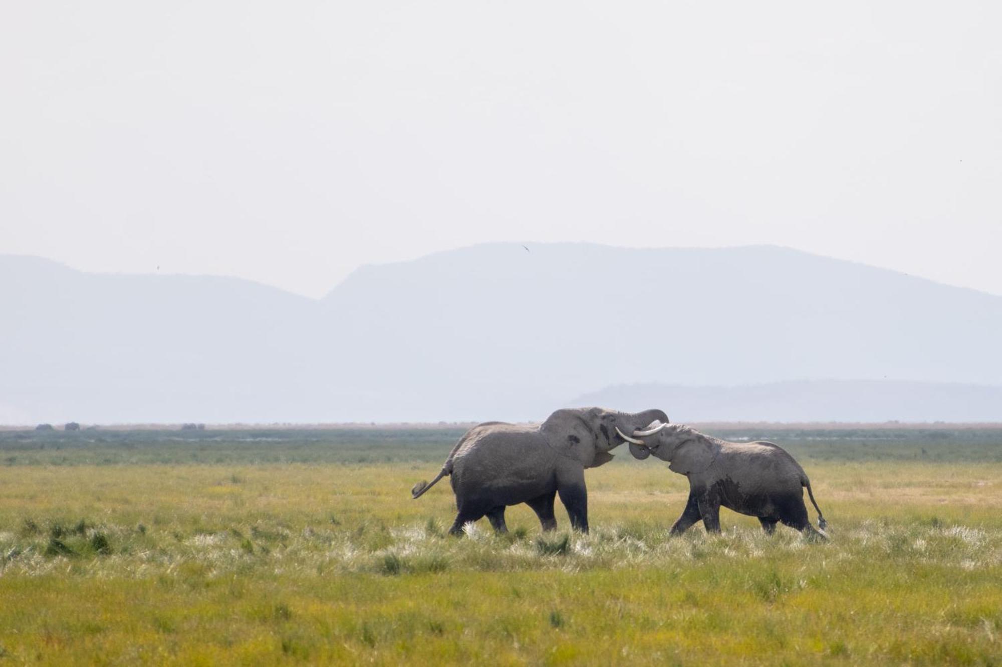 Hotel Little Amanya Camp Amboseli Exteriér fotografie